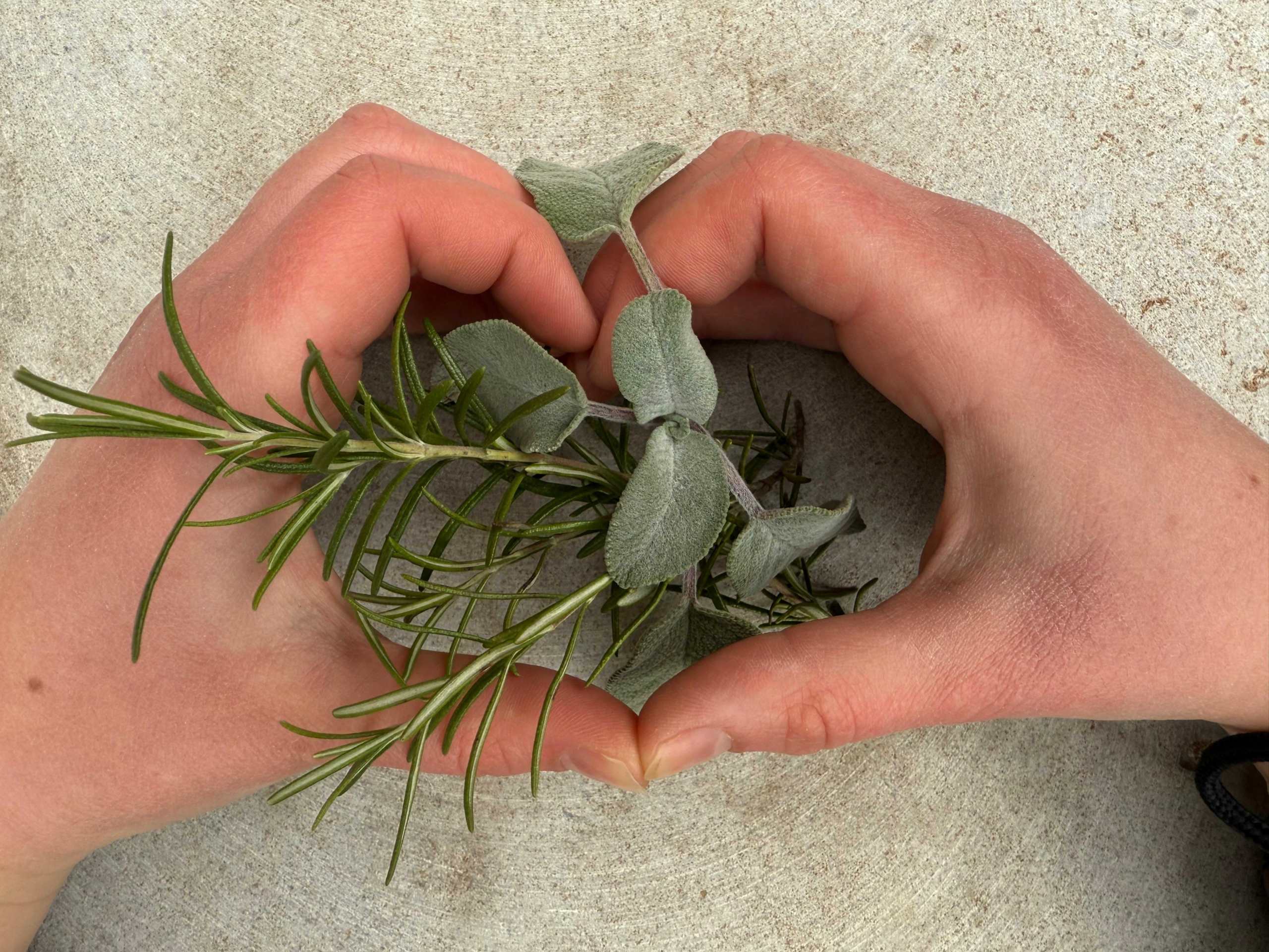 GartenworkshopApothekergartenHeilkräuterGartenkräuter